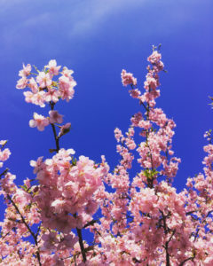 The Magic of Sakura, that Condones Life and Impermanence!