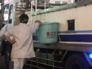 Shibuya squid - Japan Broadcasting.net.JPG